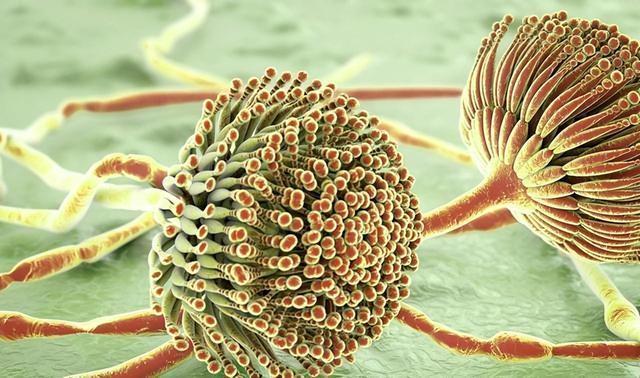 医生提醒：停止使用“绞肉机”若不丢弃或许会对肝脏有损伤开云体育 开云平台(图2)