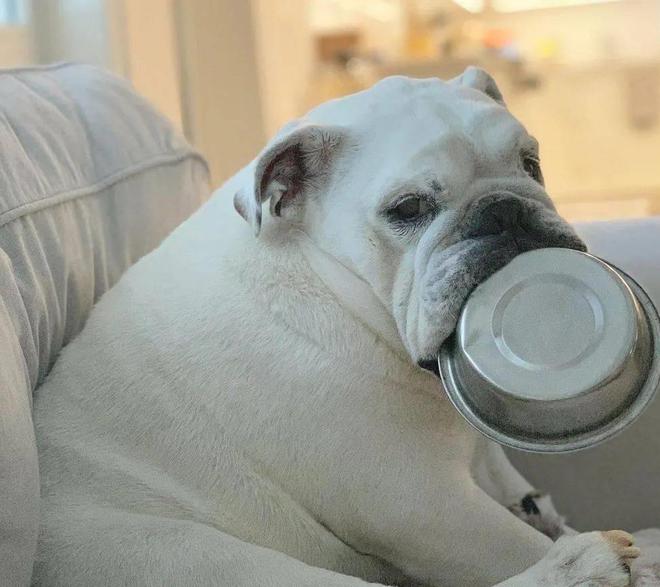 开云 开云体育平台这只狗狗把不锈钢饭盆当宝贝睡觉都得抱在怀里真是片刻不离身(图1)