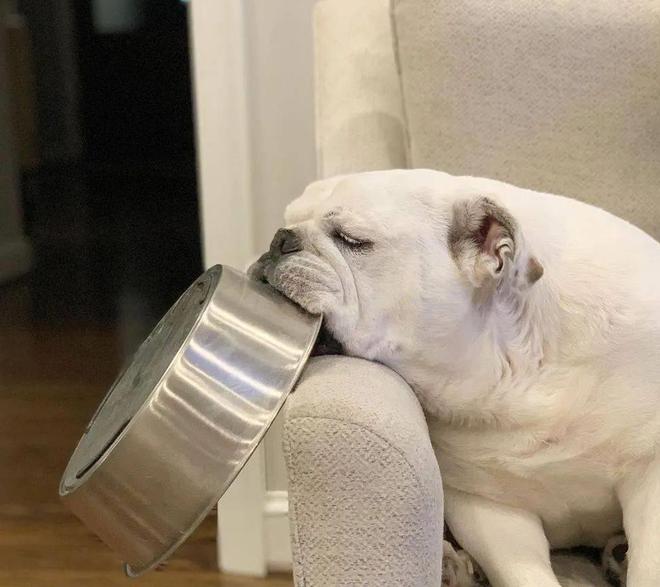 开云 开云体育平台这只狗狗把不锈钢饭盆当宝贝睡觉都得抱在怀里真是片刻不离身(图2)
