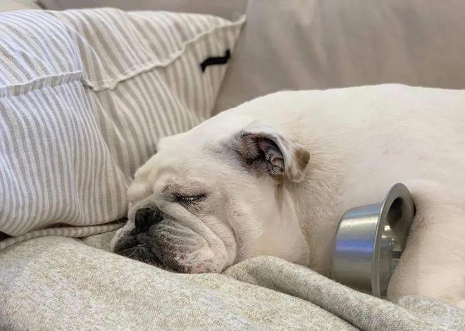 开云 开云体育平台这只狗狗把不锈钢饭盆当宝贝睡觉都得抱在怀里真是片刻不离身(图4)