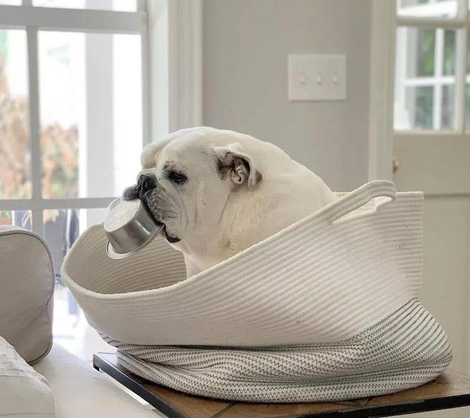 开云 开云体育平台这只狗狗把不锈钢饭盆当宝贝睡觉都得抱在怀里真是片刻不离身(图3)