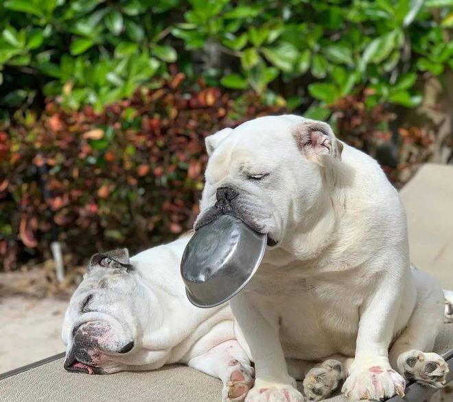 开云 开云体育平台这只狗狗把不锈钢饭盆当宝贝睡觉都得抱在怀里真是片刻不离身(图5)