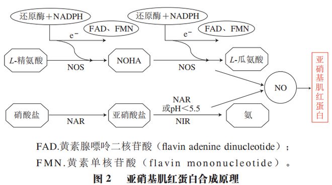 开云APP 开云官网入口《食品科学》：合肥工业大学徐宝才教授等：发酵肉制品中微生物替代亚硝酸盐发色作用机理及应用研究进展(图3)